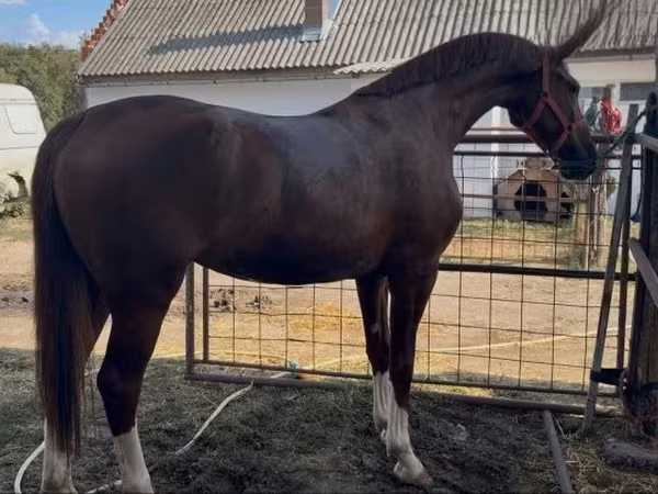 Klisna, Hungarian horse breed — Maďarsko