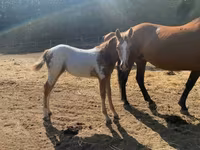 Kůň, Appaloosa — foto 2