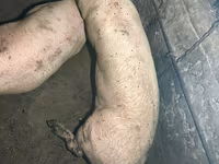 公猪, Pigs — 照片 1