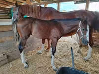 Бие, Hungarian horse breed — 6-сурет