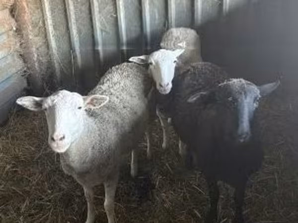 Brebis, Moutons — Hongrie