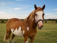Hing, American paint horse — 3. fotó