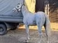 Caballo, Arabian horse — foto 6
