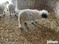 Kos, Wallis Country sheep — 1. fotó
