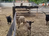 公羊, Racka sheep — 照片 3
