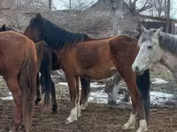 घोड़ी, Kazakh horse — फ़ोटो 7