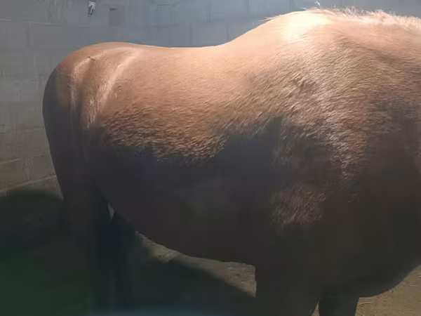 Kobyła, Budyonny horse
