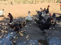 Ducks — الصورة 3