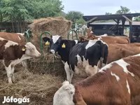 Bika, Holstein fajta — 2. fotó