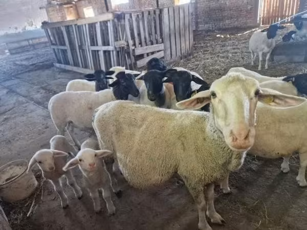 Oveja, Merino sheep — Hungría