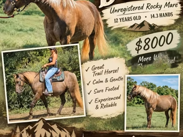 Kanca, Kentucky mountain daddle horse
