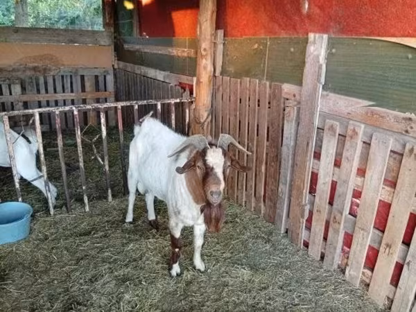 Kozel, Boer goat — Maďarsko