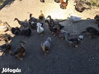 Ducks — 1. fotó
