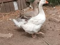 Geese — 照片 8
