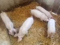 母猪, Pigs — 照片 1