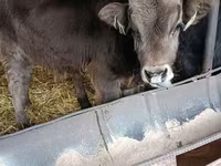 Touro, Aberdeen-Angus — foto 8