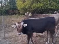 Toro, Raza carpatiana marrón — foto 2