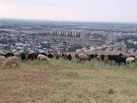 Ram, Sheep — photo 5
