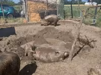 Pigs (batch, sex not specified), Дюрок — photo 8