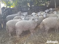 Oveja, Ovejas — foto 1