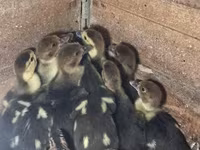 Ducks — photo 1