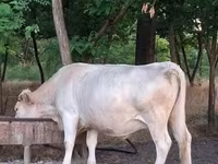 Vaca, Charolais cattle — foto 1