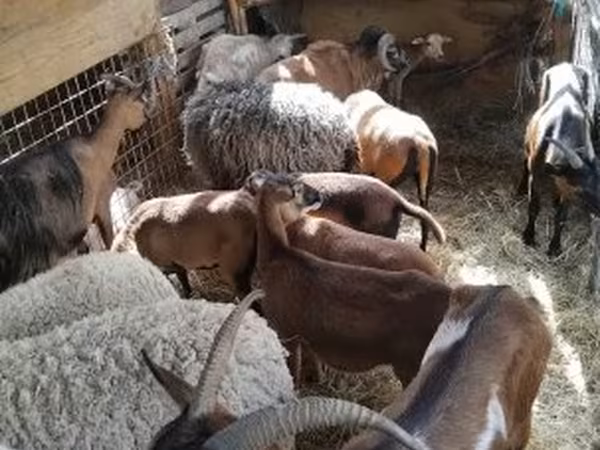 भेड़, Cameroon sheep