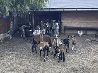 Ram, Cameroon sheep — photo 6