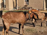 母山羊, Goats — 照片 2