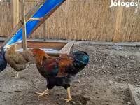 وياندوت — الصورة 1