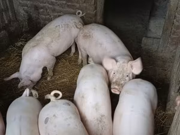 Boar, Крупная белая