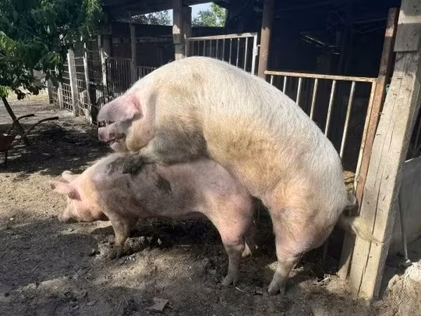Verro,  — Hungría