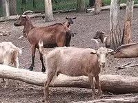 母山羊, Goats — 照片 8