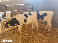 Bulle, Holstein-Rasse — Foto 3