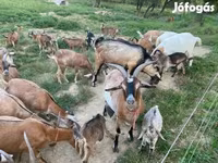 Kecskék (tétel, nem megadva), Kecskék — 4. fotó