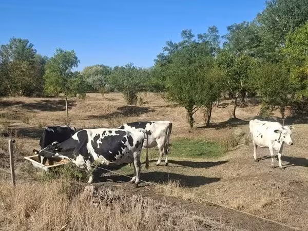 Krava, Holštýnské plemeno — Maďarsko