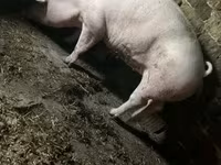 Sow, Pigs — photo 7