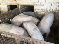 公猪, Pigs — 照片 1