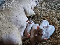 Schweine (Partie, Geschlecht nicht angegeben), Schweine — Foto 4