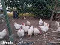 Chickens — foto 2