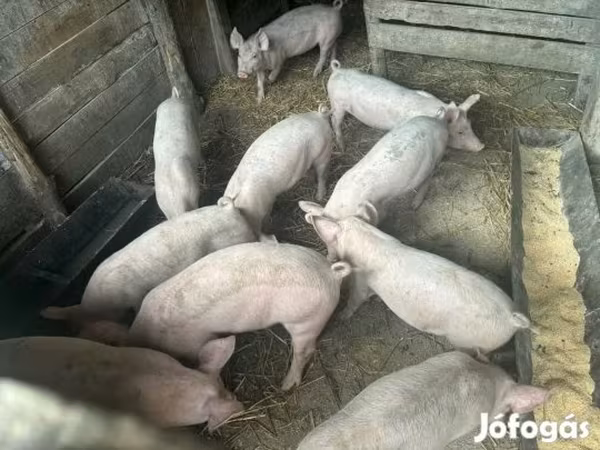 Pigs (batch, sex not specified), Pigs — Hungary