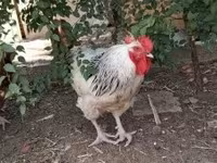 Chickens — zdjęcie 2