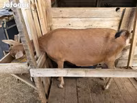 母山羊, Alpine goat — 照片 3