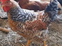 Chickens — Foto 4