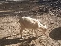 公山羊, Goats — 照片 6