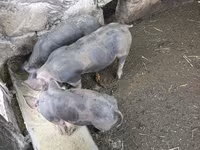 Boar, Виндснайер — photo 1