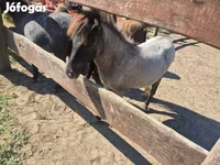 فرس, Shetland Pony — الصورة 5
