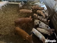 Pigs (batch, sex not specified), Pigs — photo 4