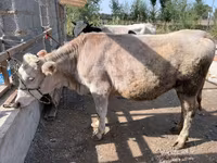 Krowa, Simmental cattle — zdjęcie 1