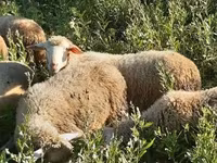 Kos, Merino sheep — 6. fotó